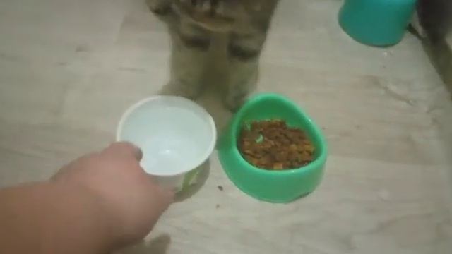 Кошка ест только сухой Вискас ,у кого так же ？ смотреть онлайн