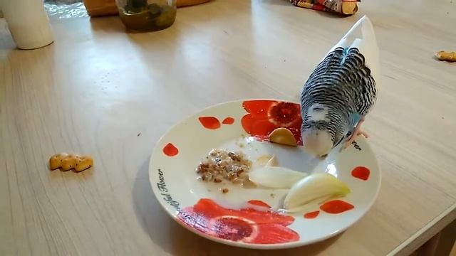 Попугайчик пьет молоко и закусывает солью!! смотреть онлайн