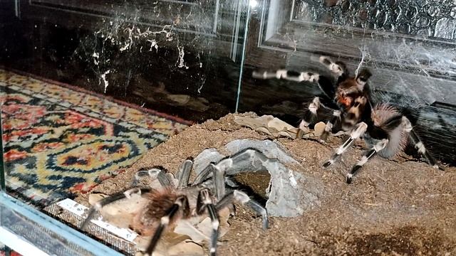 Спаривание пауков птицеедов Nhandu chromatus смотреть онлайн