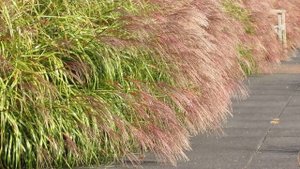 Miscanthus sinensis 'Little Zebra'