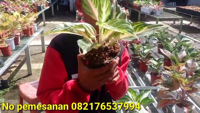 LOUNCING PERDANA_PROMO BESAR -BESARAN DARI PANGERAN AGLONEMA UNTUK ANDA ! ! ! ! смотреть онлайн