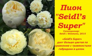 Рассылка пионов идет полным ходом. Пион Seidl’s Super на весну 2023