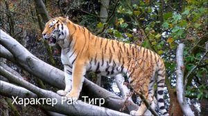 Характер: Рак в год Тигра (Рак-Тигр)