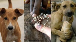 Animals Rescue Help poor dog removing Mangoworm Ep06