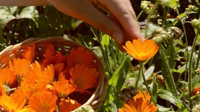 Viorica Cosmeplant HD RU смотреть онлайн