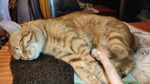 Щекочу пяточки спящему коту