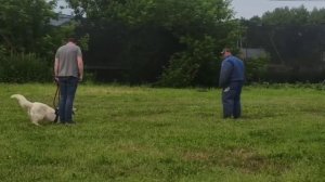 Охрана хозяина в движении. БШО