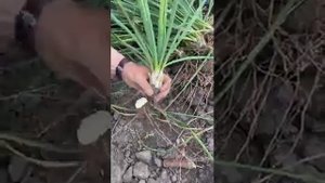 Размножение Юкки
