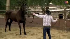 Дикие сердца.