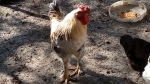 Петух "брама". Домашние куры.