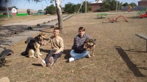 дворовые-всё о дворнягах|всё о собаках
