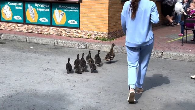 НОВОСИБИРСКИЙ ЗООПАРК, 2021 смотреть онлайн