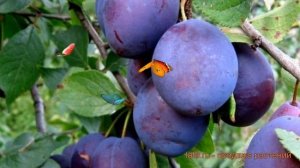 Слива гибридная Ночка (prunus nochka) ? гибридная слива Ночка обзор: как сажать, саженцы сливы Ночк