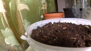 КАК РАСТЕТ УКРОП / RELAX БОНУС-ВИДЕО / УСКОРЕННАЯ СЪЕМКА TIMELAPSE