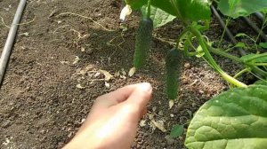 КАК Я ФОРМИРУЮ ОГУРЦЫ  АРКТИКА НА ОСЕНЬ !ЧТОБ ЗАВЯЗИ ОГУРЦОВ НЕ ПОЖЕЛТЕЛИ И НЕ ОТСОХЛИ!