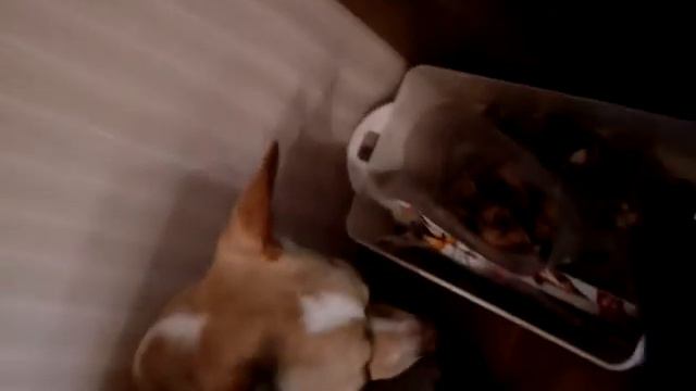 Вот и Гоша!!!!!! Мой милый!!!!!! смотреть онлайн