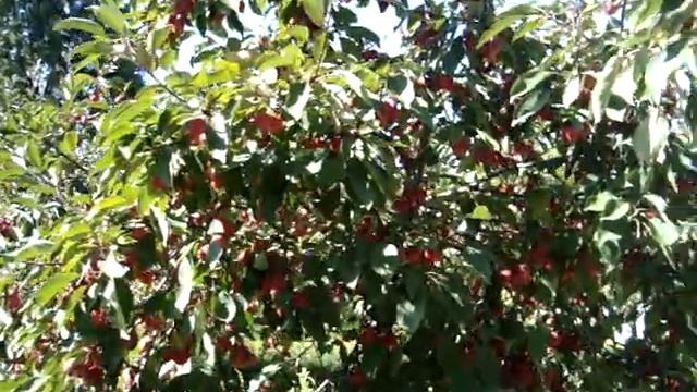 Райская яблоня смотреть онлайн