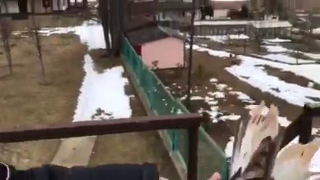 Голуби у Виктора-42 (Питомник Западный ) 8-906-727-22-43 смотреть онлайн