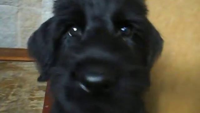 п-к  Роман-Кош..Однопометники . Л-Помет Роман-Кош Есмиральды. РК Лотос, Лада и Ламанш.