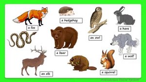 Rainbow English 3 класс. Дикие животные. Wild animals in the forest