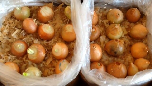 САМЫЙ ЛУЧШИЙ СПОСОБ выращивания ЗЕЛЕНОГО ЛУКА зимой на подоконнике. ЭКСПЕРИМЕНТ с ИТОГОМ и ВЫВОДАМИ смотреть онлайн