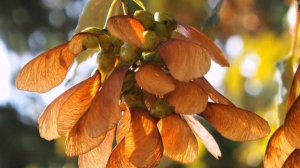 КАК  ПЕРЕНОСЯТСЯ  СЕМЕНА  ДЕРЕВЬЕВ  ?