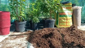 Пересадка Рододендрона листопадного або Азалія листопадна