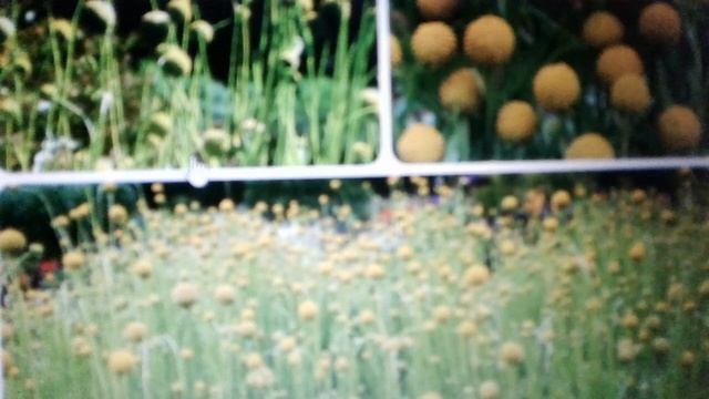 Цефалофора ароматная: полезные свойства и применение.