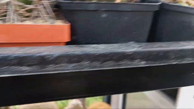 Мое хобби - кактусы. смотреть онлайн