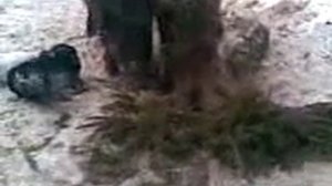 Кормление диких кабанов