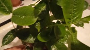 #диплодения Секреты цветения Махровая мандевилла