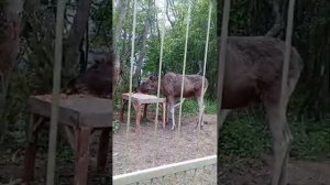 Земля прайда. Парк львов