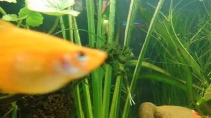 Речной мох в аквариуме. Эксперимент. Часть 1.