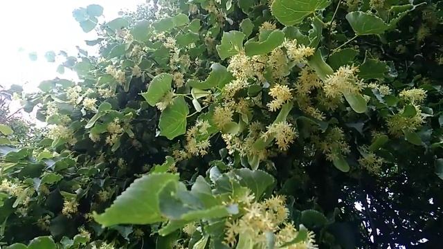 липа-медонос ????? смотреть онлайн