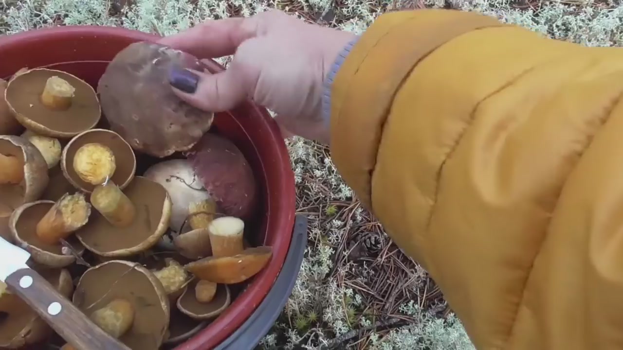 Собираю грибы. Много грибов. Одна в лесу#1 смотреть онлайн