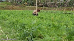Building a house (Growing flowers) Harvesting carrots - Living With Nature - Luu Linh Family