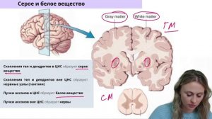 Нервная ткань | Биология ЕГЭ
