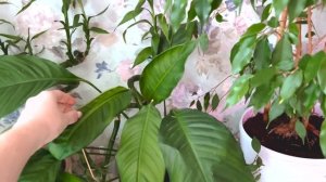 80+ растений в однушке! / обзор моей коллекции комнатных растений ✨