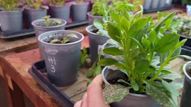 Простая формировка для абсолютно любого цветка. смотреть онлайн