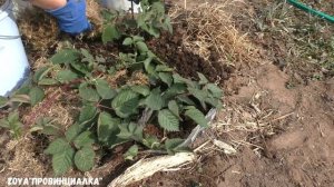 Уход за ЕЖЕВИКОЙ весной/ Уход за ГОЛУБИКОЙ весной/ #blackberry #blueberry