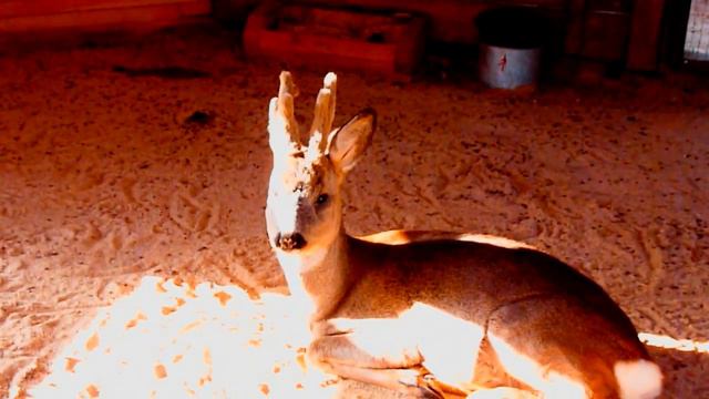 Мини зоопарк Mini Zoo смотреть онлайн