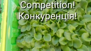 Спробуйте такий спосіб висіву петунії і ви не пошкодуєте!