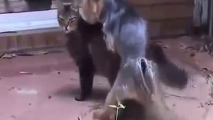 Собака ТРАх... кошку!ОЧЕНЬ СМЕШНО