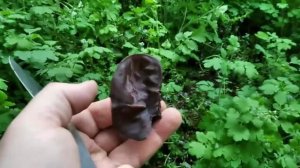 Грибы ИУДИНЫ УШИ в большом количестве на старой бузине