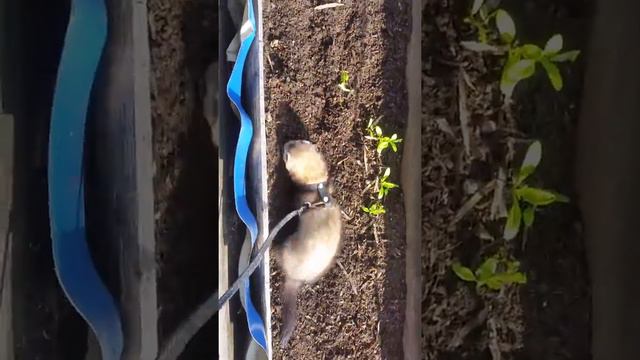 хорек на даче смотреть онлайн