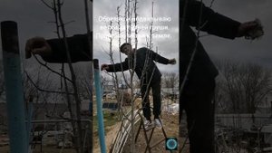 #Груша.Обрезаю и подвязываю ветки 3х летнего дерева. Пригибаю ветки к земле.#Garden.