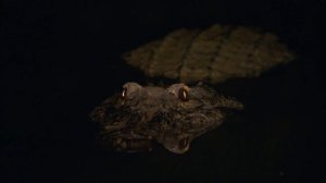 Epic Snake Compilation With Austin Stevens | Austin Stevens Adventures | Real Wild