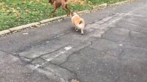 Венгерская выжла: особенности породы