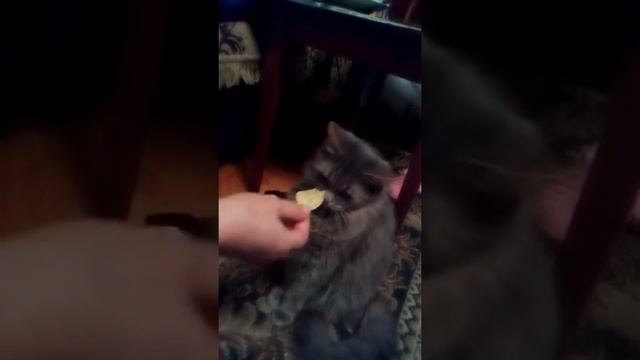 Кошка Кити ест чипсы ;) смотреть онлайн