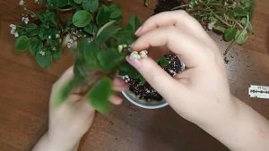 Формирование трейлерной фиалки Rob's Boolaroо. Комнатные цветы